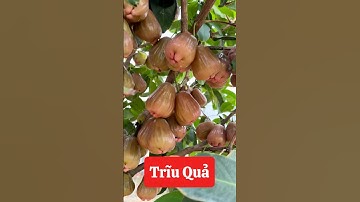 Cây Mận Hồng MST giống dễ trồng sai trĩu quả ☎️092.391.6866 #nhavuonngoclam #cayanqua #manhongmst