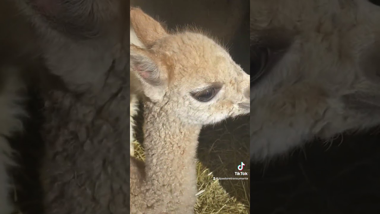Come si gestisce un gregge di alpaca? Con un Pastore della Sila 😜 