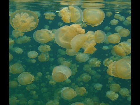 Video: The Lake, Which Is Home To 15 Million Vegetarian Jellyfish - Alternative View