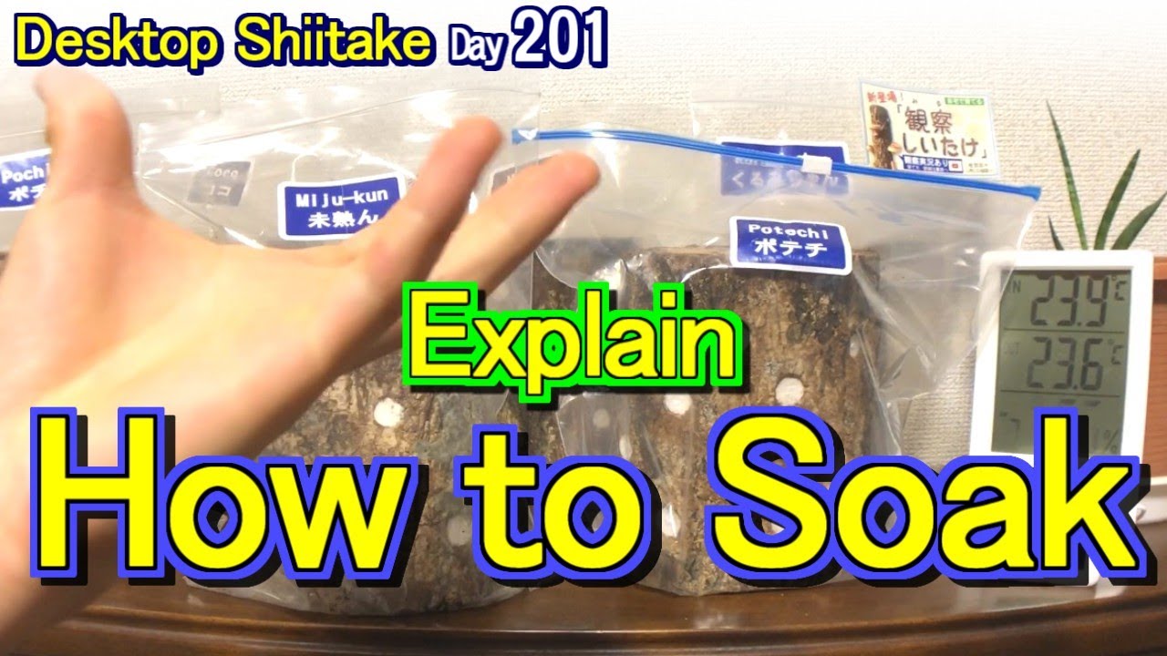 【Shiitake Mushroom Fruiting】Explain How to Soak MiruShiitake Log.【Day
