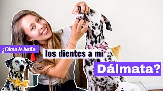 ¿Cómo bañarle los dientes a tu perro? [Así le baño los dientes a mi dálmata]