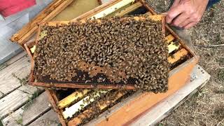 What should my honey bee colony look like after 2 months, June 2021?