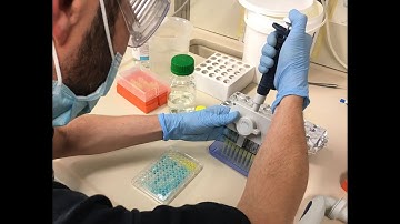 Adding the STOP solution as a final step of an ELISA assay