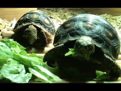 More Romaine Lettuce For The Redfoot Tortoise Youtube