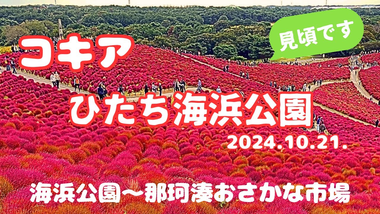 国営ひたち海浜公園2024.10.21.コキアとコスモス〜那珂湊おさかな市場