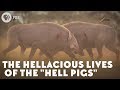 The hellacious lives of the hell pigs