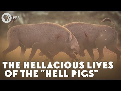 ⁣The Hell Pigs' Hellacious Lives