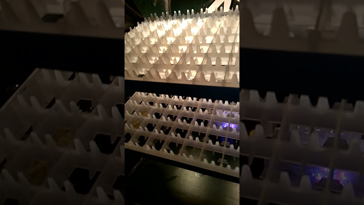 سلام خوتي فقاسات كمال العفرون ولاية البليدة0778041018