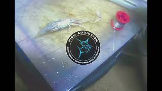 Prawn and Crab bait presentation
