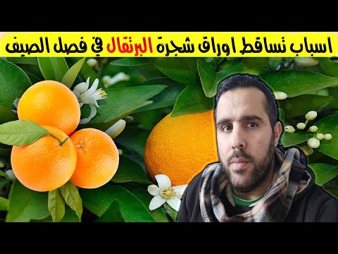 اسباب تساقط اوراق شجرة البرتقال ما طريقة علاج مشاكل تساقط اوراق شجرة البرتقال