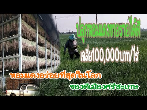 ปลูกหอมแดงขาย รายได้ดีเฉลี่ย 100,000 บาทต่อไร่ ของดีเมืองศรีสะเกษ