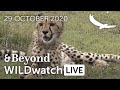 WILDwatch Live | 29 October, 2020 | Morning Safari | South Africa