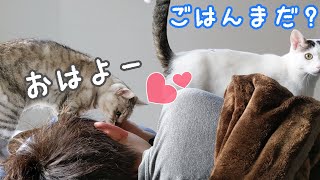 朝は飼い主を起こすところから始まる猫たち
