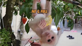 Baby Monkey Sugar So Happy by Mom’s Heaven Reward Fruit Garden Buffet