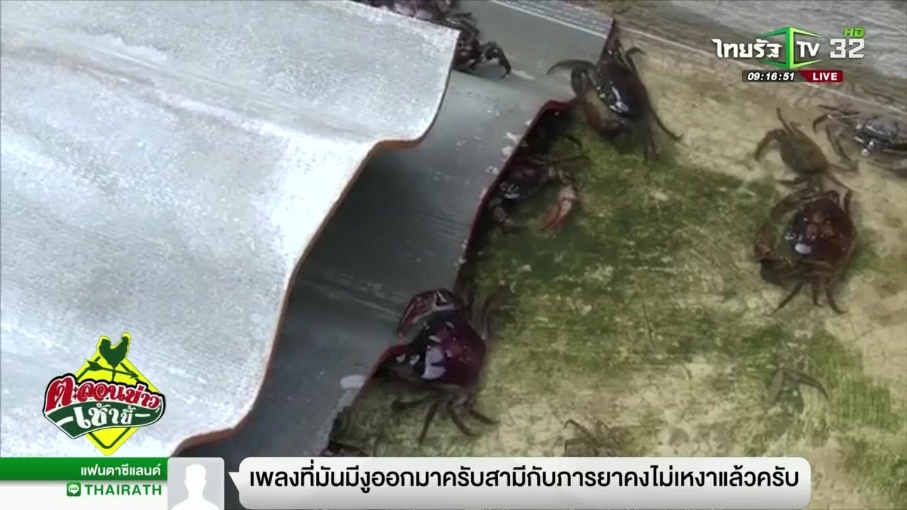 พะเยา เลี้ยงปูน้ำใส ไร้สาร สร้างเงินเสริมเพียบ | 10-10-61 | ตะลอนข่าวเช้านี้