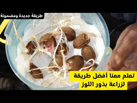تعلم معنا أفضل طريقة لزراعة بذور اللوز زراعة اللوز من البذور بطريقة جديدة وسريعة ومضمونة