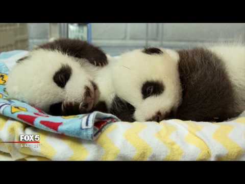Zoo Atlanta pandas update