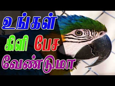 உங்கள் பச்சை கிளி 48 மணி நேரத்தில் பேச வேண்டுமா | how to train parrot to speak in 48 hours