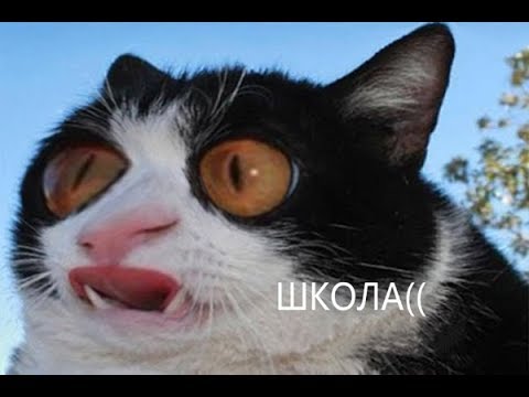 Я РЖАЛ ПОЛ ЧАСА / СМЕШНЫЕ ЖИВОТНЫЕ , КОТЫ СОБАКИ И ДРУГИЕ