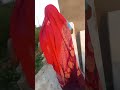 सोहम आश्रम नगला मितन सभी मंदिरो के परिक्रमा लगाते हुए भक्त