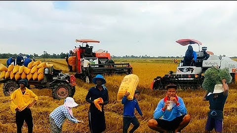 Lúa mất mùa giá lúa thấp nông dân ở Tịnh Biên, tỉnh An Giang,thu hoạch lúa không có lợi nhuận.