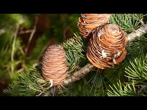 Video: Himalayan Cedar (49 Mga Larawan): Paglalarawan Ng Deodar Cedar At Mga Cone Nito. Mga Katangian Ng Mga Iba't Ibang 