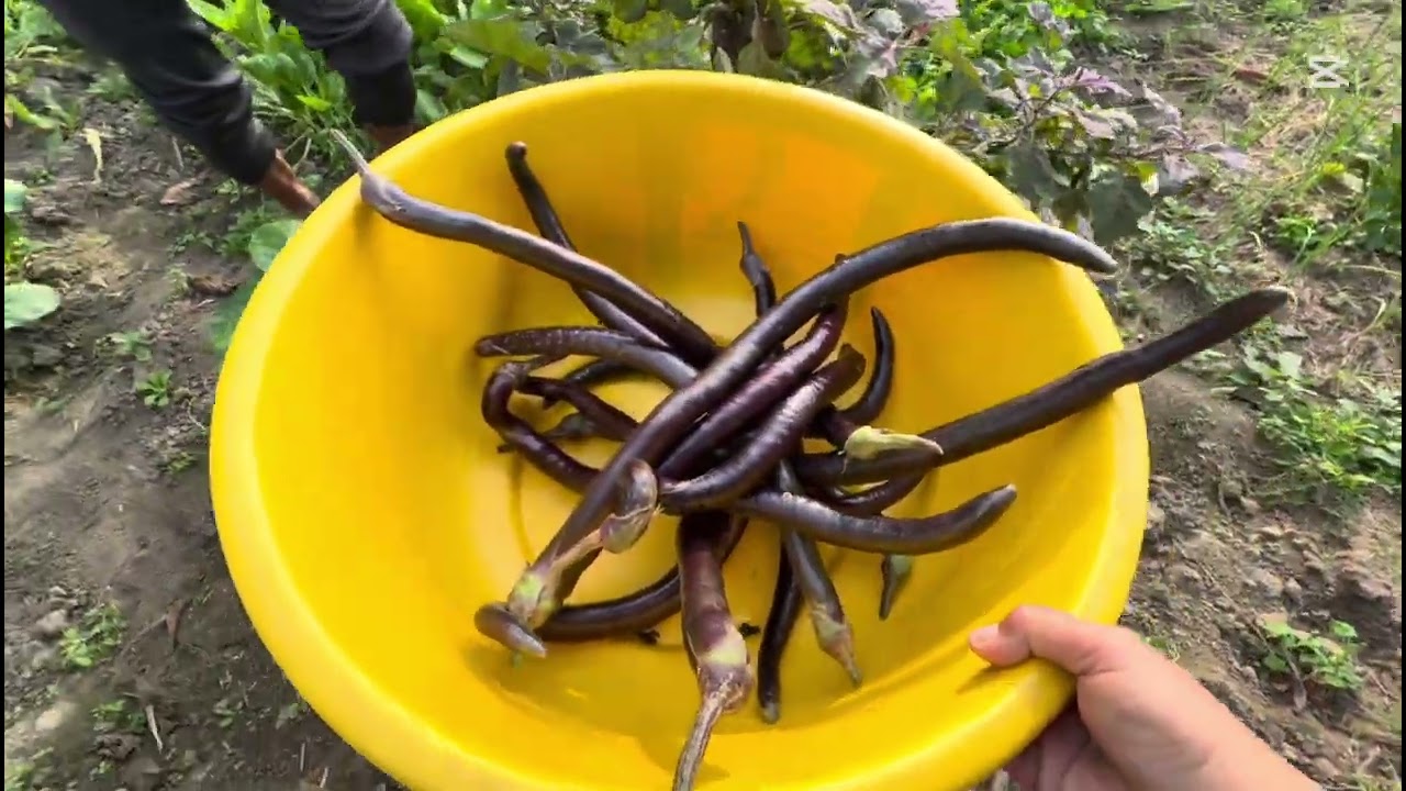 फेरी पनि मिक्स् माक्स भल्ग हजुरहरुको सामु लिएर आएको छु है पुरा हेरी माया गरी सपोट गरी दिनु होला🙏❤️