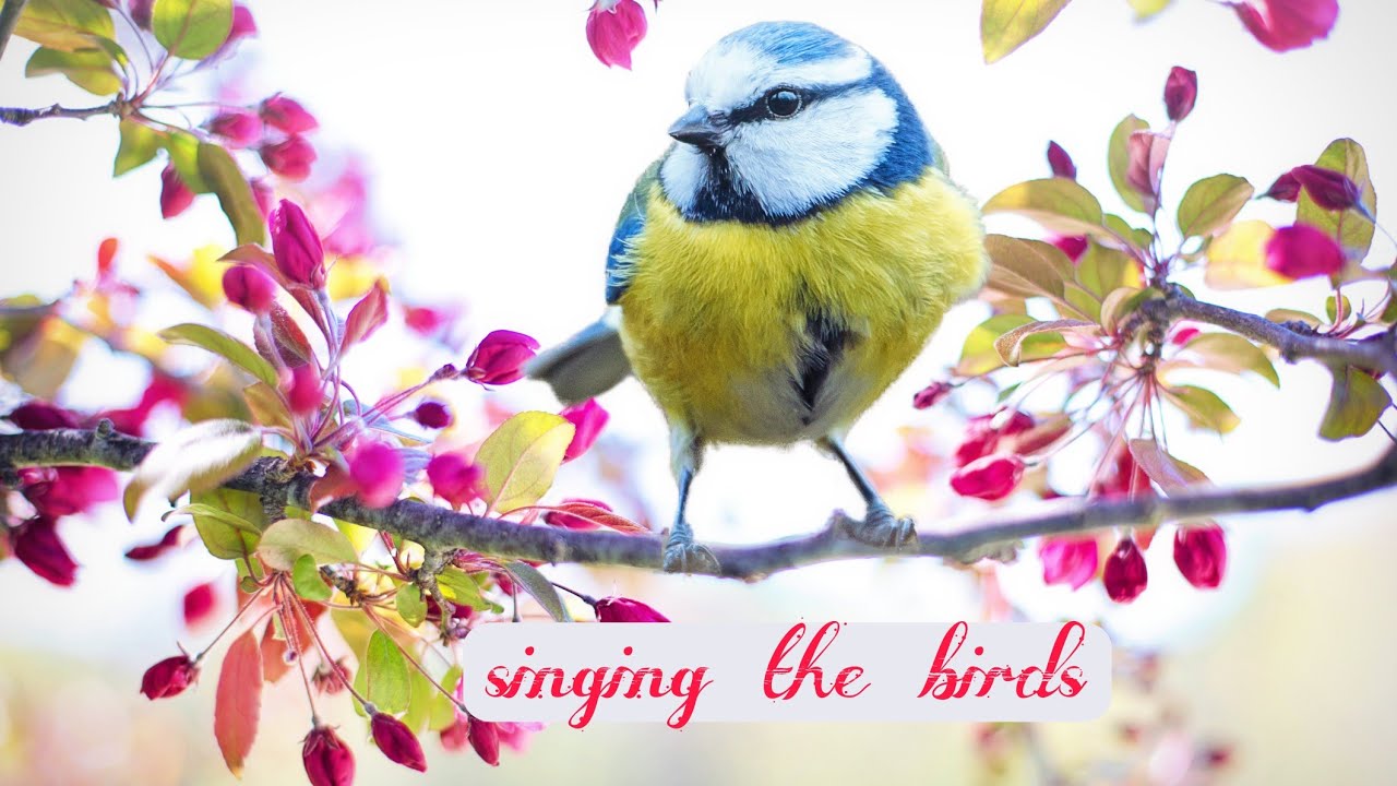 birds sound Grateful dead bird song-Relaxing music tuneone