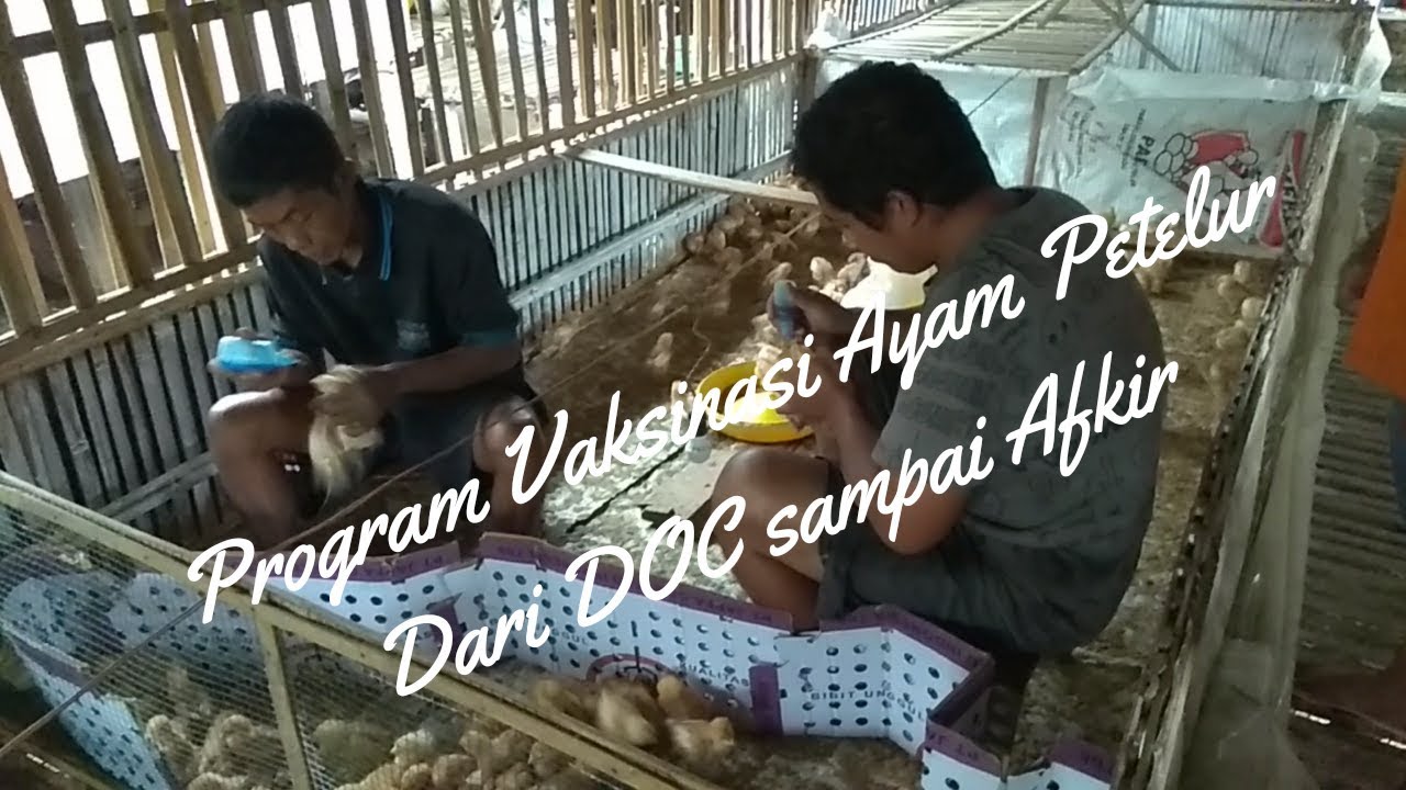 Program Vaksinasi Ayam Petelur Dari DOC sampai Afkir 