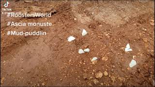 Ascia Monuste Butterflies Observed Mud Puddling