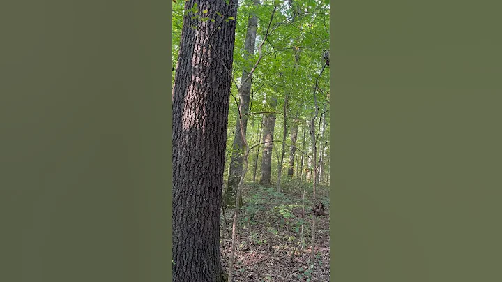 #Shorts: Sampling of Tree Species in a Wheeler National Wildlife Refuge Bottomland Hardwood Forest!