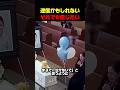 会いに来てくれたのかもしれない