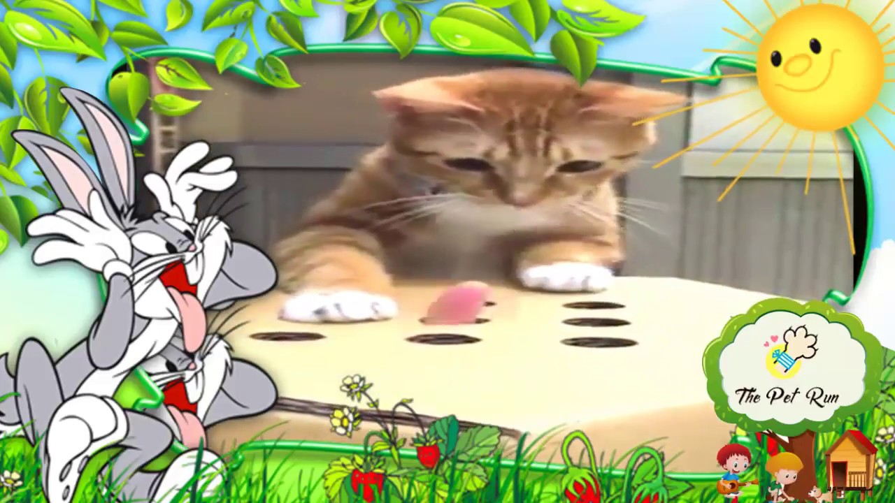 Funny Cats Compilation 2018 - Best Funny Cat Videos