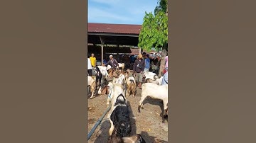 Thumbnail of Kambing Super Pasar Purwantoro Wonogiri