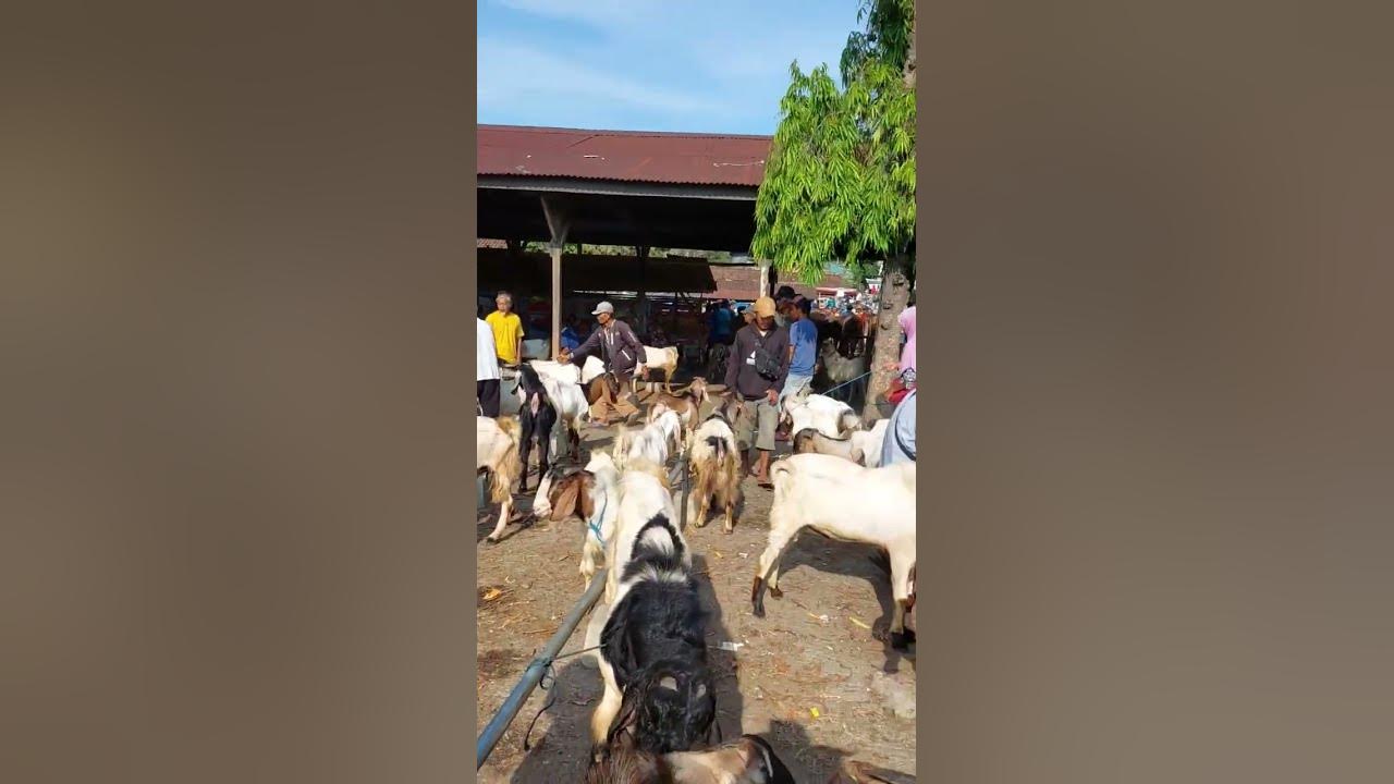Kambing Super Pasar Purwantoro Wonogiri