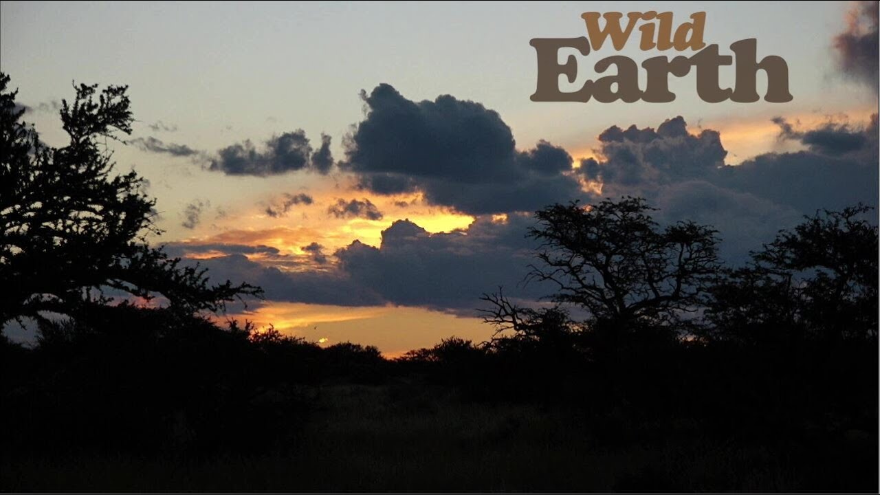 WildEarth - Sunrise - 23 March 2021