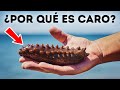 Las pepinos de mar son extremadamente caros, aquí está el por qué