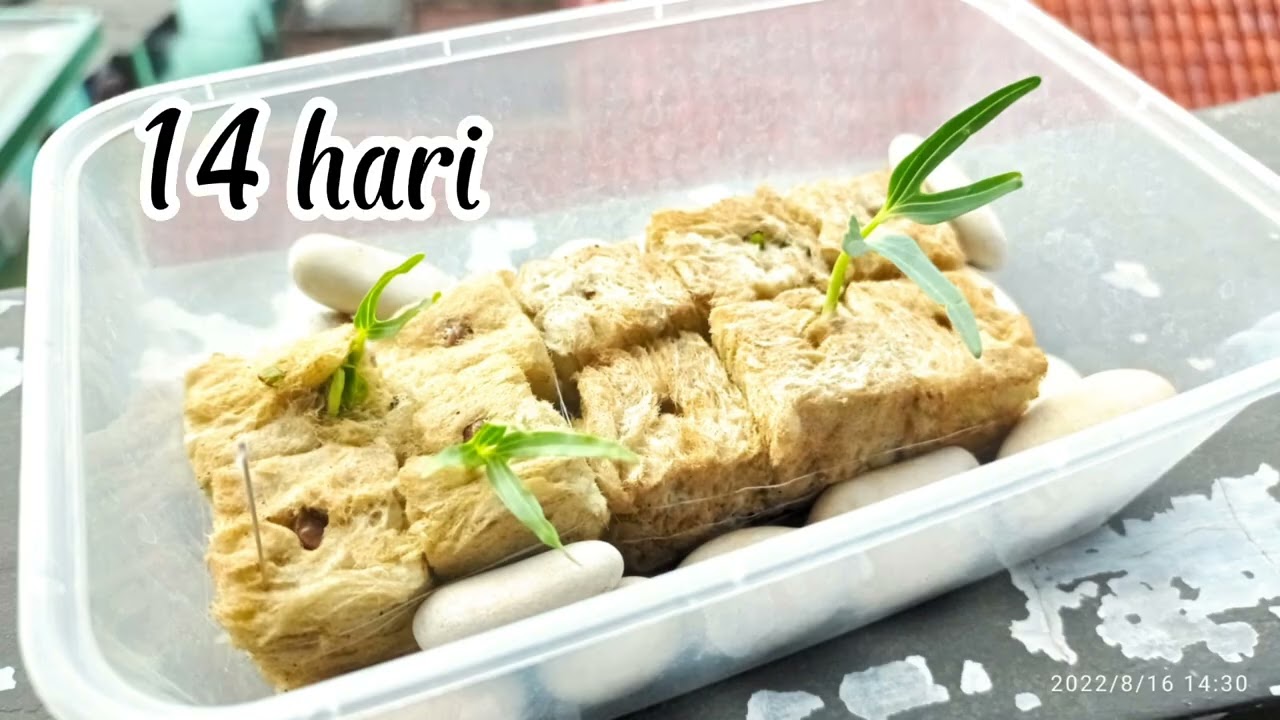 Cara menanam hidroponik kangkung 