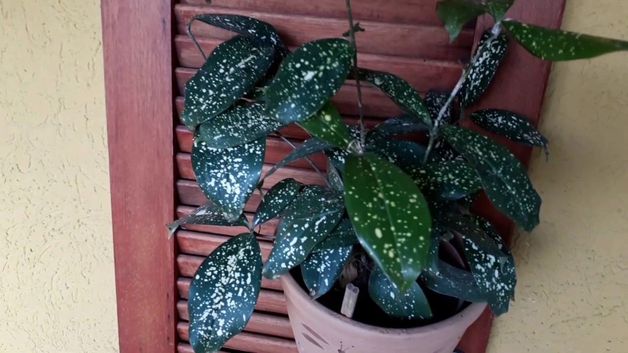 Dracena godseffiana. Popular dracena confete.