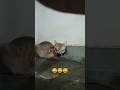 मुझे नींद बहोत आती है #funny #shortvideo #cat #love #catvideos