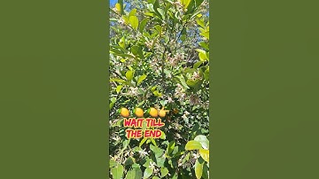 🍋🍋MEYER LEMON TREE IS BLOOMING #lemon #lemonade #2025 #garden