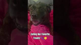 This Staffys Tongue Has A Mind Of Its Own