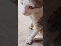 भूख लग गई बिल्लू को 😻😁#daily #funny #cute #cat #catlover #viralvideo #viralshorts #shorts