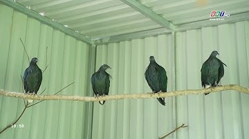 Cận cảnh vẻ đẹp của Bồ câu Nicoba tại đặc khu duy nhất của TP.HCM | BRTgo