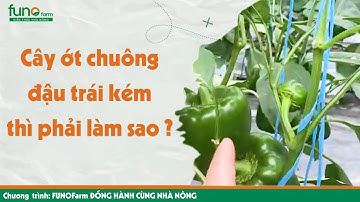Đánh giá hiện trạng và phương án xử lý ớt chuông đậu trái kém - FUNOFARM