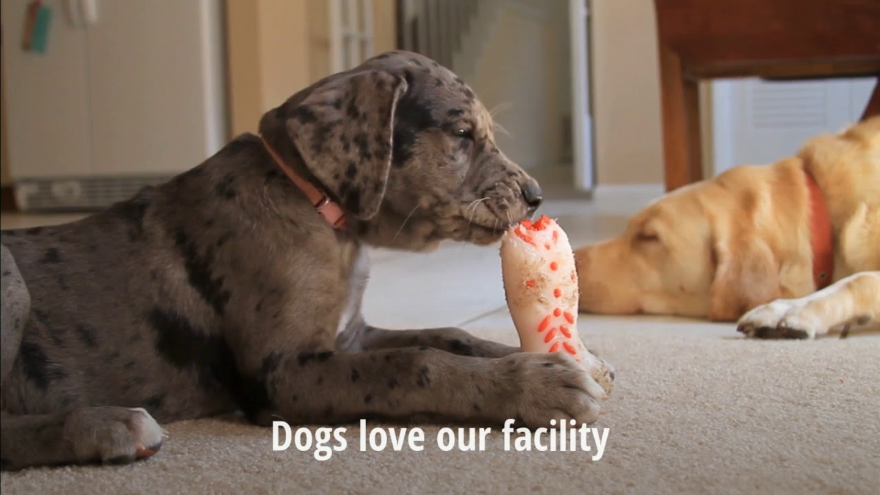 GRAND OPENING DOG BOARDING 30 Night Elk River YouTube