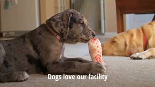 GRAND OPENING DOG BOARDING $30 Night | Elk River