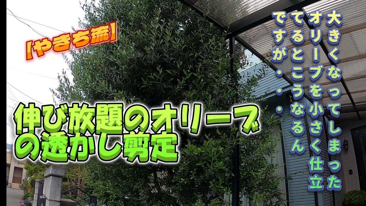 Pruning] Thinning out overgrown olive trees [Yakichi style] - YouTube