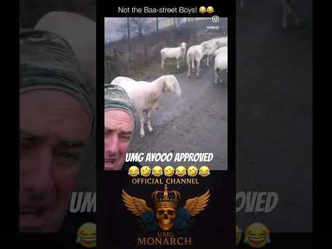 We Present The Baa-Street Boys 😂🤣 #funny #hilarious #laughing #funnyvideo #viralvideo