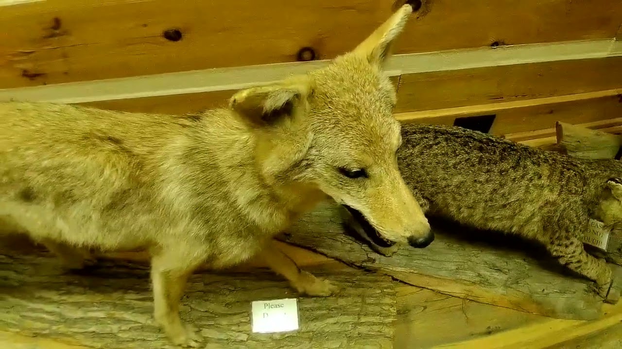 Fort Hawkins Macon Ga